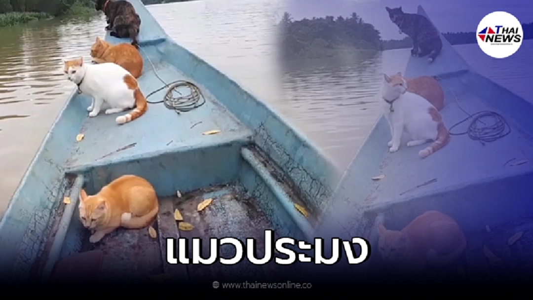 แก๊งแมวประมง ลงเรือไปหาปลากินเองได้ แบบไม่กลัวตกน้ำ