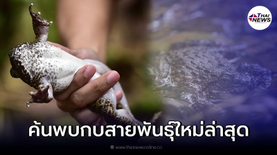 ค้นพบกบอกหนามน่าน กบสายพันธุ์ใหม่ล่าสุด ในเขตกรมอุทยานฯดอยภูคา จ.น่าน ค้นพบกบอกหนามน่าน กบสายพันธุ์ใหม่ล่าสุด ในเขตกรมอุทยานฯดอยภูคา จ.น่าน