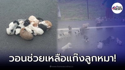 หนุ่มขับรถอยู่ดีๆ บังเอิญเจอแก๊งลูกหมาครอกใหญ่ นอนกอดกันแน่นกลางสายฝน