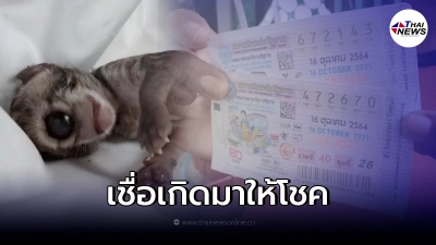 ลูกแมวเพศเมีย มีตาเดียว ตั้งชื่อ"น้องแก้วตา" เจ้าของเชื่อเกิดมาให้โชค