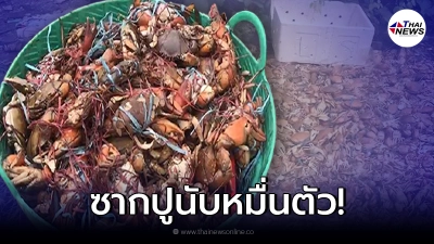 ชาวบ้านแตกตื่น ปูนับหมื่นถูกทิ้งข้างทาง กลิ่นเน่าเหม็นคลุ้ง กว่า 300 กก.
