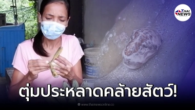 ชาวบ้านฮือฮา เจอกล้วยน้ำว้า 3 หวี มีตุ่มประหลาดติดอยู่ คล้ายสัตว์กำลังจ้อง