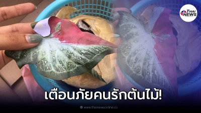 สาวเตือนภัย สั่งซื้อต้นบอนสีออนไลน์ แต่ได้ต้นไม้แปะกระดาษแทน!