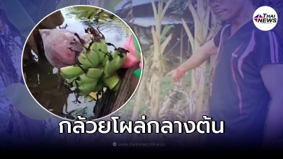 เจ้าของกล้วยโผล่กลางต้น เผย "เลขเด็ด" เชื่อมาให้โชคหนีน้ำท่วม