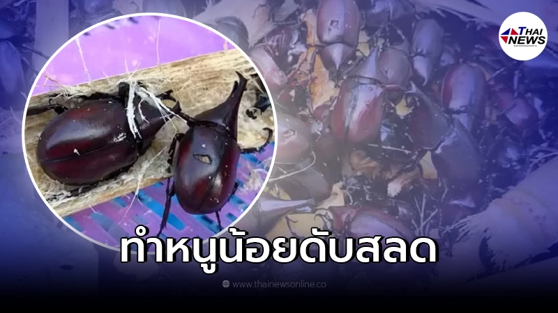 หนูน้อย 9 ขวบ ชวนกันไปหา แมงคาม วันหยุดเรียน ถูกบินเฉี่ยวหน้า พลาดท่าดับสลด หนูน้อย 9 ขวบ ชวนกันไปหา แมงคาม วันหยุดเรียน ถูกบินเฉี่ยวหน้า พลาดท่าดับสลด