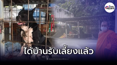 พิทบูลถูกทิ้งวัด มีคนรับเลี้ยงแล้ว เจ้าของใหม่เลี้ยงพิทบูลมาก่อน พิทบูลถูกทิ้งวัด มีคนรับเลี้ยงแล้ว เจ้าของใหม่เลี้ยงพิทบูลมาก่อน
