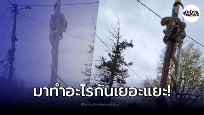 ช่างซ่อมถึงกับขนลุก ดึงท่อขึ้นมาเจอ งูตัวเบ้งพัลวันยั้วเยี้ยรอบท่อ ช่างซ่อมถึงกับขนลุก ดึงท่อขึ้นมาเจอ งูตัวเบ้งพัลวันยั้วเยี้ยรอบท่อ