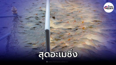 ภาพหาชมยาก ปลาว่ายน้ำข้ามสะพาน ท่าน้ำวัดพนัญเชิงวรวิหาร