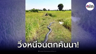 หนุ่มขวัญกระเจิง เจองูยักษ์กลางคันนา วิ่งหนีจนรองเท้าขาด