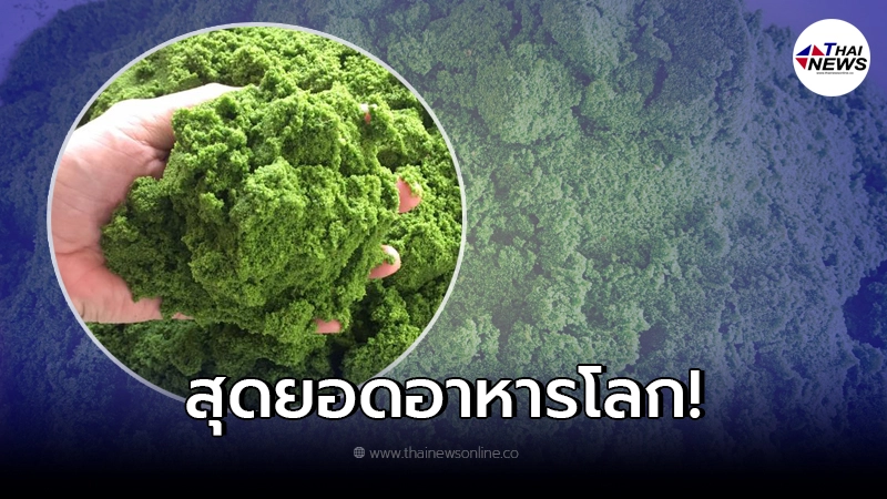 เตรียมดัน ไข่ผำ เป็นสุดยอดอาหาร ของโลก เตรียมดัน ไข่ผำ เป็นสุดยอดอาหาร ของโลก