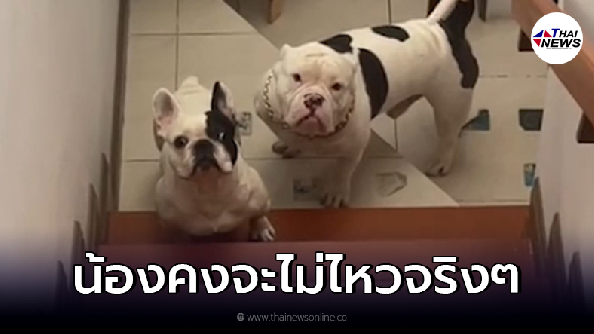 น้องหมาคงจะไม่ไหวจริงๆ ลงบันไดไม่ทัน เลยต้องปล่อยหน้าห้อง