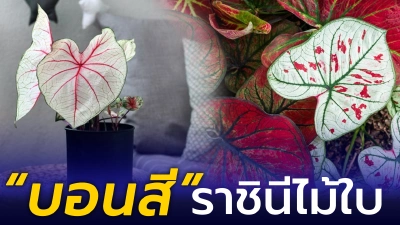 "บอนสี" ราชินีไม้ใบ  มีกี่ประเภท ต้องปลูกและดูแลอย่างไร