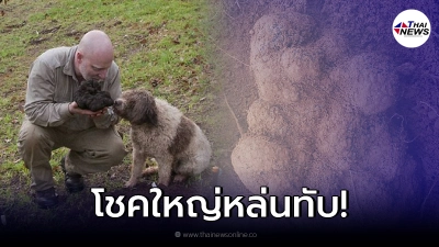 หนุ่มต่างชาติสุดเฮง หมาแสนรักขุดเจอ เห็ดยักษ์หายาก กลายเป็นเศรษฐีข้ามคืน