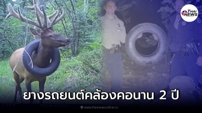 เจ้าหน้าที่อุทยานฯ ช่วยเหลือกวางน้อย หลังถูกยางรถยนต์คล้องคอมานานถึง 2 ปี