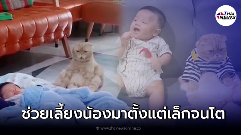 เจ้าแมวอ้วน ช่วยเลี้ยงน้องมาตั้งแต่เล็กจนตอนนี้น้องโตแล้ว เจ้าแมวอ้วน ช่วยเลี้ยงน้องมาตั้งแต่เล็กจนตอนนี้น้องโตแล้ว