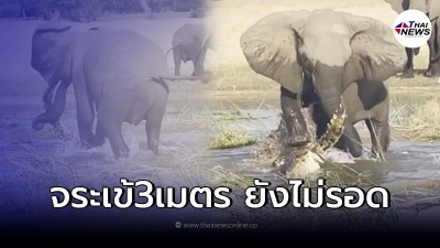 "แม่ช้างแอฟริกา"สู้จระเข้ ปกป้องลูก เหยียบกระทืบใช้งวงเหวี่ยงจนสิ้นฤทธิ์