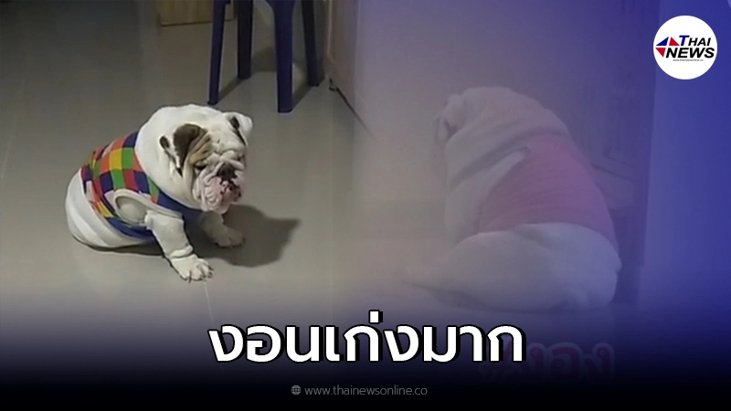 น้องหมาขี้งอน งอนเก่ง งอนแม่ทุกวัน นิดๆ หน่อยๆ ขอให้ได้งอน น้องหมาขี้งอน งอนเก่ง งอนแม่ทุกวัน นิดๆ หน่อยๆ ขอให้ได้งอน