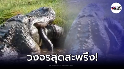 ช่างภาพหนุ่มสุดระทึก เจอจระเข้ยักษ์ 6 เมตร เขมือบพวกเดียวกัน!