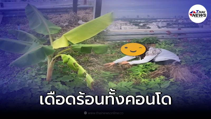 จี้ชี้แจงด่วน หนุ่มโชว์ปลูกผักบนดาดฟ้าคอนโด ทำเพื่อนบ้านเดือดร้อน จี้ชี้แจงด่วน หนุ่มโชว์ปลูกผักบนดาดฟ้าคอนโด ทำเพื่อนบ้านเดือดร้อน