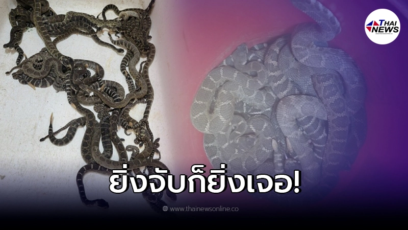 สาวแจ้งกู้ภัย จับงูอยู่ใต้บ้าน แทบหงายเจองูพิษแรงนับร้อยตัว
