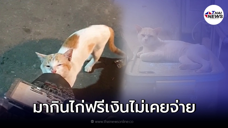 พี่โหด แมวหน้าดุเนื้อตัวมีแต่แผล มาเก็บค่าคุ้มครองประจำ