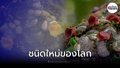 พรรณไม้ชนิดใหม่ของโลก พบได้ที่ไทย เท่านั้น