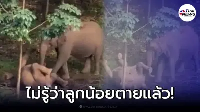 เผยคลิปแม่ช้างพยายามปลุกลูก โดยที่ไม่รู้ว่าตายไปแล้ว เผยคลิปแม่ช้างพยายามปลุกลูก โดยที่ไม่รู้ว่าตายไปแล้ว