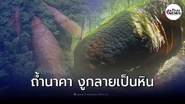 ถ้ำนาคา เปิดตำนานความศักดิ์สิทธิ์แห่งภูลังกา ประวัติ งูกลายเป็นหิน ถ้ำนาคา เปิดตำนานความศักดิ์สิทธิ์แห่งภูลังกา ประวัติ งูกลายเป็นหิน