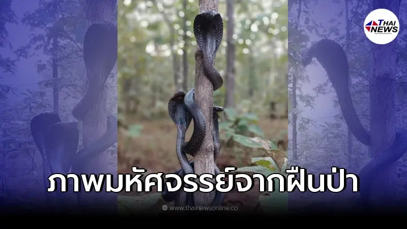 มหัศจรรย์ผืนป่า งูเห่า 3 ตัวแผ่แม่เบี้ยบนต้นไม้เดียวกัน สุดน่าเกรงขาม มหัศจรรย์ผืนป่า งูเห่า 3 ตัวแผ่แม่เบี้ยบนต้นไม้เดียวกัน สุดน่าเกรงขาม