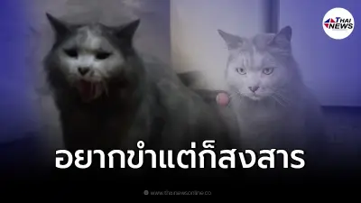 สาวทั้งขำทั้งสงสารหลังไฟไหม้ในบ้าน ก่อนเห็นสภาพแมวที่เลี้ยงไว้