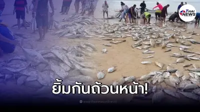 ชาวประมงพื้นบ้านภูเก็ตเฮ ล้อมจับปลาฝูงใหญ่ได้จำนวนมาก