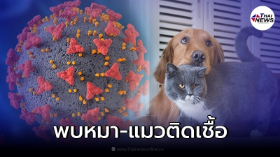 เผยผลวิจัยจุฬาฯ พบหมา-แมวไทยติดโควิดจากเจ้าของ