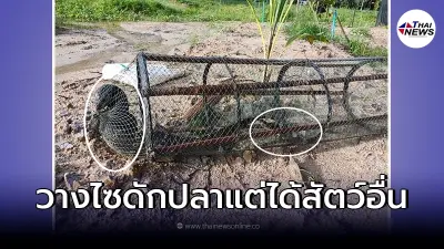 ตาวัย 78 ปี ตกใจหนัก วางไซดักปลาแต่กลับได้อย่างอื่น