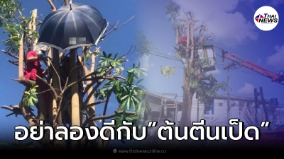 ชาวบ้านแปลกใจ จ้างหนุ่มตัดต้นตีนเป็ด ขึ้นไปตั้งนาน ไม่ยอมลงมาสักที