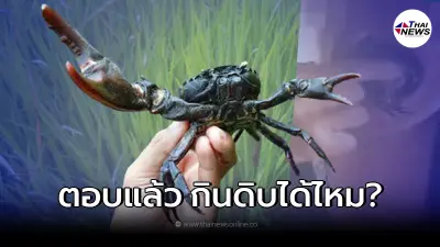 ว่อนคลิป กินปูดิบ หยิบมาเคี้ยวสด ๆ กรมอนามัย แจงแล้ว ส่งผลต่อร่างกายหรือไม่