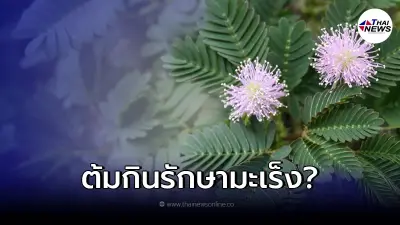 แพทย์ แจงแล้ว ต้มไมยราบดื่มแทนน้ำ ช่วยรักษาโรคมะเร็งเต้านม จริงหรือไม่