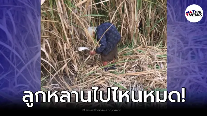 ชาวเน็ตสงสาร เห็นภาพยายชราต้องดิ้นรนหาเลี้ยงชีพ ถามหาลูกหลานไปไหมหมด ชาวเน็ตสงสาร เห็นภาพยายชราต้องดิ้นรนหาเลี้ยงชีพ ถามหาลูกหลานไปไหมหมด