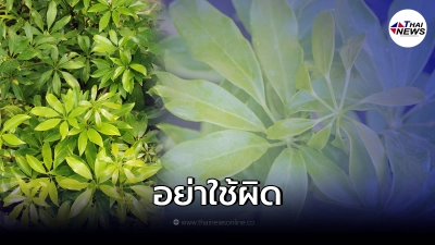 เช็กก่อนแชร์ "หนุมานประสานกาย" สรรพคุณที่ถูกบิดเบือน อย่าใช้ผิด