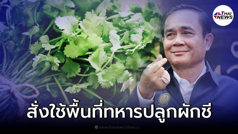 "บิ๊กตู่" ปิ๊งไอเดียแก้ปัญหา "ผักชี" ราคาแพง "บิ๊กตู่" ปิ๊งไอเดียแก้ปัญหา "ผักชี" ราคาแพง