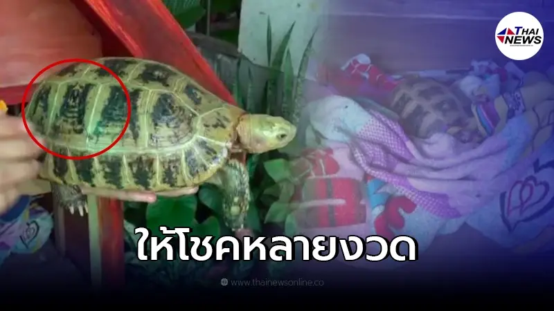 เลขเด็ด 1/1/2564 เต่ากระดองพระรูปสมเด็จ ตั้งแต่เข้ามาอยู่ด้วย ให้โชคตลอด เลขเด็ด 1/1/2564 เต่ากระดองพระรูปสมเด็จ ตั้งแต่เข้ามาอยู่ด้วย ให้โชคตลอด