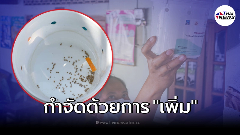 เมืองล่าสุดของโลก ใช้วิธีกำจัดไข้เลือดออก ด้วยการเพิ่มยุงลาย เมืองล่าสุดของโลก ใช้วิธีกำจัดไข้เลือดออก ด้วยการเพิ่มยุงลาย