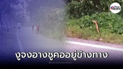 ชาวบ้านตกใจ เจองูจงอางใหญ่ รีบแจ้งเพจดังช่วยจัดการ ชาวบ้านตกใจ เจองูจงอางใหญ่ รีบแจ้งเพจดังช่วยจัดการ