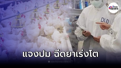 ปศุสัตว์ ชี้แจงแล้ว หลังโผล่คลิปการฉีดฮอร์โมนเร่งโตในไก่ เสี่ยงเป็นมะเร็ง