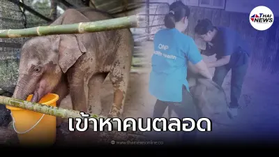 อัพเดทอาการล่าสุด ลูกช้างป่า ถูกบ่วงรัดข้อเท้า อัพเดทอาการล่าสุด ลูกช้างป่า ถูกบ่วงรัดข้อเท้า