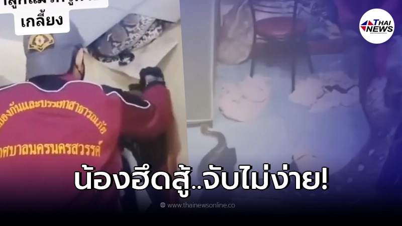 หนุ่มแปลกใจ ลูกแมวหายปริศนา ก่อนพบตัวต้นเหตุ จึงรีบแจ้ง จนท.กู้ภัย
