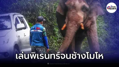 นทท.เล่นพิเรนทร์ ปากระป๋องใส่ช้างป่าจนโมโห เจอไล่ตามกระทืบรถหวิดสิ้นชื่อ