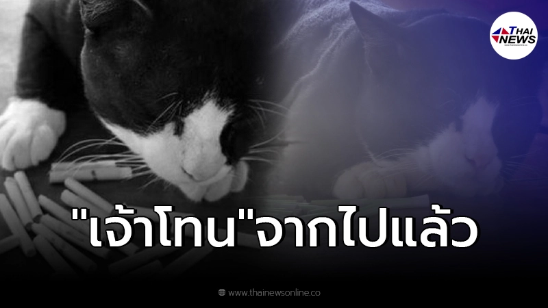 ปิดตำนาน"เจ้าโทน" แมวใบ้หวยชื่อดัง พร้อมเปิดเลขเด็ดงวดสุดท้าย ปิดตำนาน"เจ้าโทน" แมวใบ้หวยชื่อดัง พร้อมเปิดเลขเด็ดงวดสุดท้าย