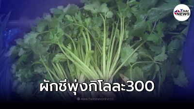 ผักราคาพุ่ง ผักชี กิโลกรัมละ 300 ชี้ผลกระทบจากน้ำท่วม