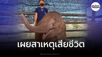 เผยสาเหตุ "พังฟ้าใส" ลูกช้างติดบ่วงเสียชีวิต ทั้งที่ดูสดใสแข็งแรงดี เผยสาเหตุ "พังฟ้าใส" ลูกช้างติดบ่วงเสียชีวิต ทั้งที่ดูสดใสแข็งแรงดี