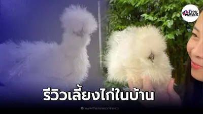 สาวรีวิวเลี้ยงไก่ในบ้านเเละวิธีทำความสะอาด หลังเห็นคนสนใจเลี้ยงไก่
